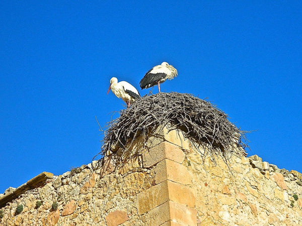 The Hard Work of Finding Mediterranean Antiques (and Some Stork Watching)